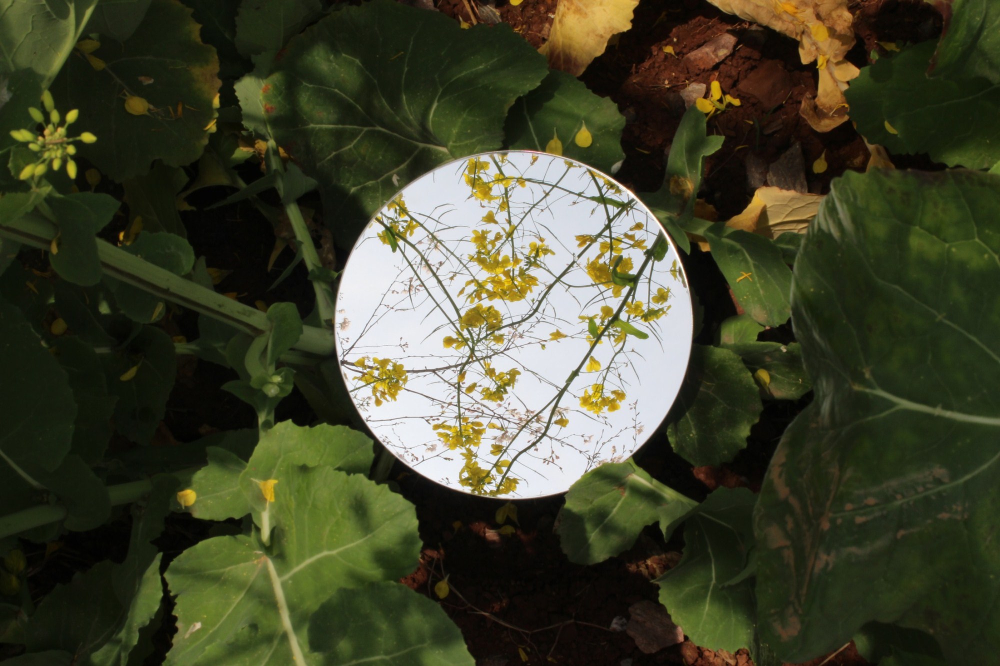 1494836218786491.jpg 图片3_副本.jpg